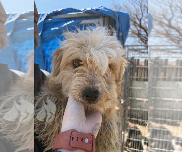 Medium Photo #3 Poodle (Miniature)-Unknown Mix Puppy For Sale in Grafton, WI, USA