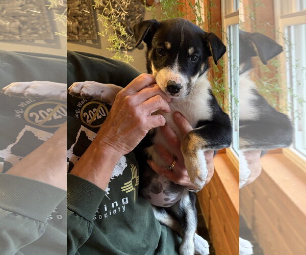 Medium Photo #2 Border Collie-Unknown Mix Puppy For Sale in Chama, NM, USA