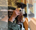 Small Photo #2 Border Collie-Unknown Mix Puppy For Sale in Chama, NM, USA