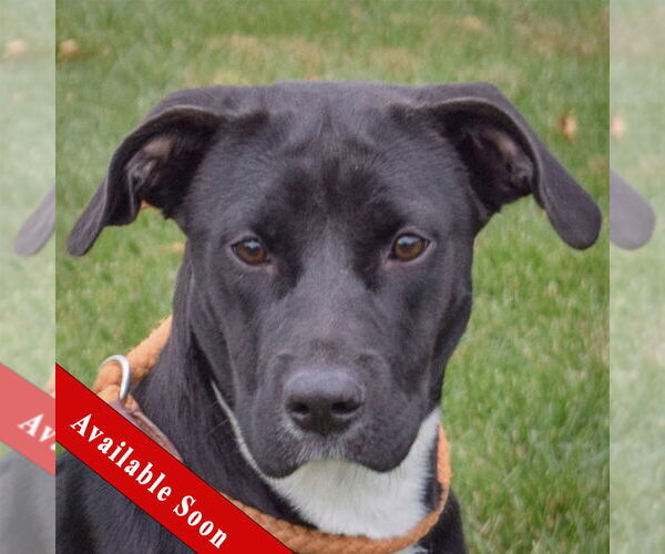 Medium Photo #1 Boxer-Unknown Mix Puppy For Sale in Huntley, IL, USA