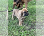 Small Photo #12 Bloodhound-Mastiff Mix Puppy For Sale in COLCORD, OK, USA
