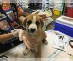 Small #2 German Shepherd Dog