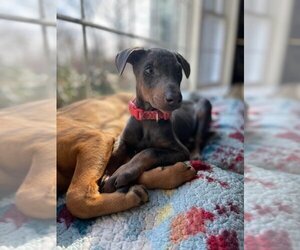 Doberman Pinscher-Unknown Mix Dogs for adoption in New York, NY, USA