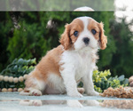 Small #2 Cavalier King Charles Spaniel