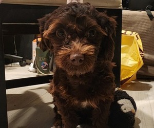 Havamalt Puppy for sale in BELL GARDENS, CA, USA