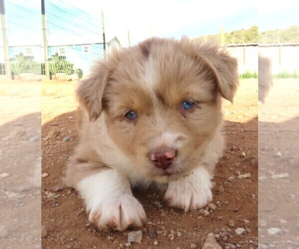Medium Photo #27 Miniature Australian Shepherd Puppy For Sale in WITTMANN, AZ, USA