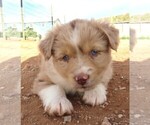 Small Photo #27 Miniature Australian Shepherd Puppy For Sale in WITTMANN, AZ, USA