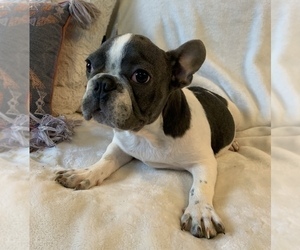 French Bulldog Puppy for sale in JOHNS ISLAND, SC, USA