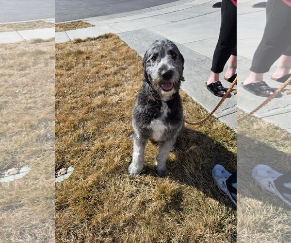 Medium Photo #3 Labrador Retriever-Old English Sheepdog Mix Puppy For Sale in MIDWAY, UT, USA