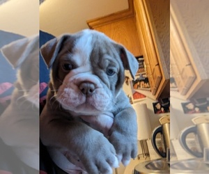 Olde English Bulldogge Puppy for Sale in BERLIN, Connecticut USA