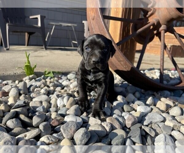 Medium Photo #1 Catahoula Leopard Dog Puppy For Sale in CRAIGVILLE, IN, USA