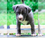 Puppy Puppy 9 American Bully