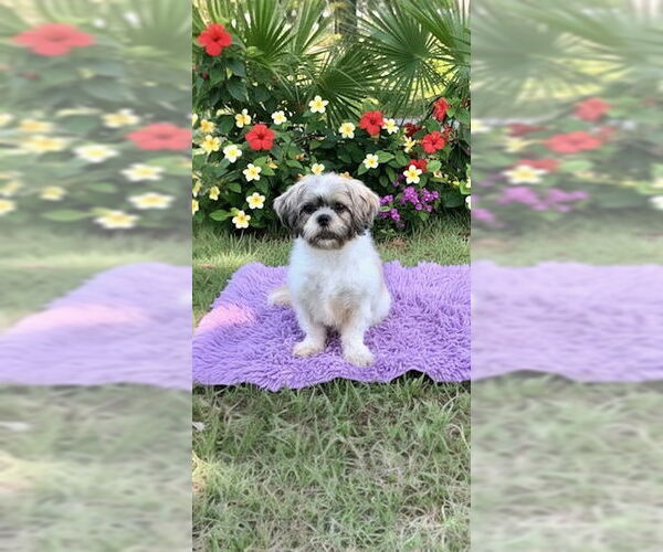 Medium Photo #5 Shih Tzu Puppy For Sale in Weston, FL, USA