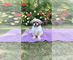 Small #4 Shih Tzu