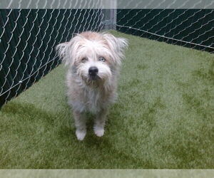 Mutt Dogs for adoption in Downey, CA, USA