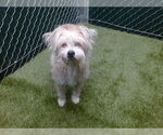 Small Mutt