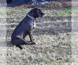 Lexi - Female Labrador Retriever-Unknown Mix Dog for Adoption - Photo #7