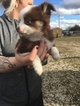Small Photo #5 Australian Shepherd Puppy For Sale in STRAFFORD, MO, USA