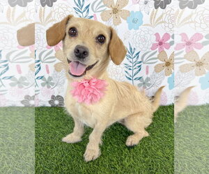 Border Terrier-Chihuahua Mix Dogs for adoption in Corona, CA, USA