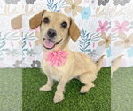 Small Border Terrier-Chihuahua Mix
