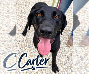 Labrador Retriever Dogs for adoption in Jackson , NJ, USA
