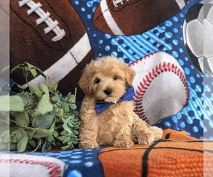 Maltipoo Puppy for sale in OXFORD, PA, USA