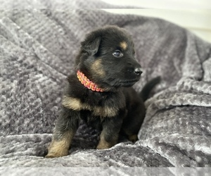 German Shepherd Dog Puppy for sale in CLEVELAND, TN, USA