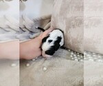 Small Photo #119 Sheepadoodle Puppy For Sale in LEHI, UT, USA