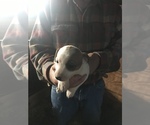 Small Photo #5 Jack Russell Terrier Puppy For Sale in MIDDLEBORO, MA, USA