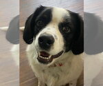 Buddy II *COURTESY LISTING - Male Lab-Pointer Dog for Adoption - Small photo