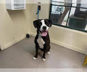Medium American Pit Bull Terrier Mix
