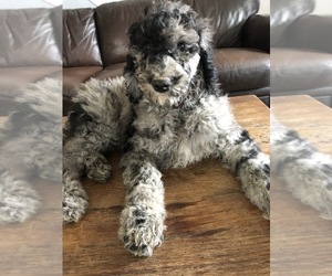 Poodle (Standard) Puppy for sale in OXFORD, PA, USA