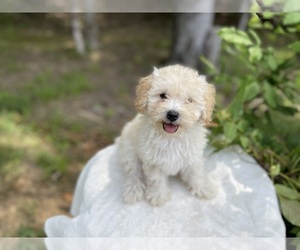 Maltipoo Puppy for sale in CLEVELAND, TN, USA