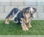 Small #8 English Bulldog