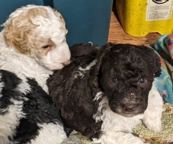 Medium Photo #4 Poodle (Miniature) Puppy For Sale in LEBANON, OR, USA