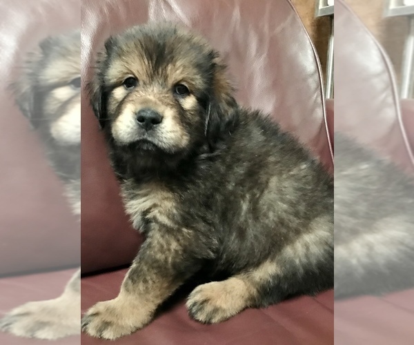 Medium Photo #2 Tibetan Mastiff Puppy For Sale in LANCASTER, SC, USA