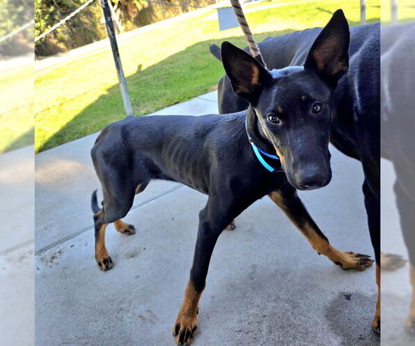 Medium Photo #1 Doberman Pinscher-German Shepherd Dog Mix Puppy For Sale in Long Beach, CA, USA