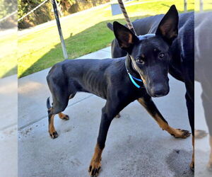 Medium Doberman Pinscher-German Shepherd Dog Mix