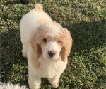 Small Photo #2 Poodle (Standard) Puppy For Sale in DUNN, NC, USA