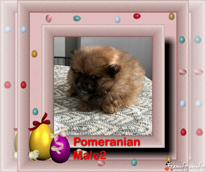 Pomeranian Puppy for sale in SCOTTSVILLE, KY, USA