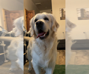 Father of the Golden Retriever puppies born on 04/24/2025