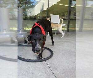 Labrador Retriever-Unknown Mix Dogs for adoption in San Martin, CA, USA