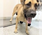 Small #1 Mastiff
