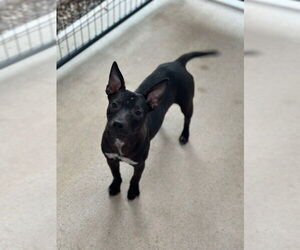 Mutt Dogs for adoption in Oak Bluffs, MA, USA