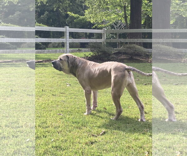 Medium Photo #4 Mutt Puppy For Sale in Virginia Beach, VA, USA