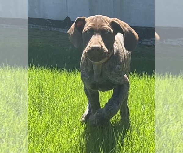 Medium Photo #4 German Shorthaired Pointer Puppy For Sale in STRAWBERRY POINT, IA, USA