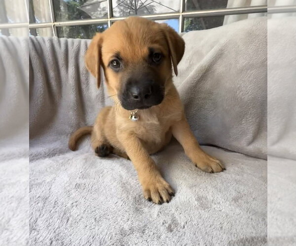 Medium Photo #1 Golden Retriever-Unknown Mix Puppy For Sale in OKLAHOMA CITY, OK, USA