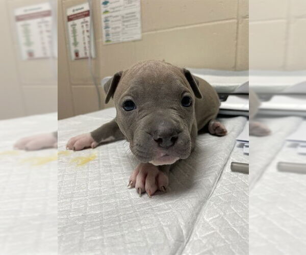 Medium Photo #1 Chinese Shar-Pei-Staffordshire Bull Terrier Mix Puppy For Sale in Tallahassee, FL, USA