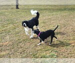 Small #13 Mutt
