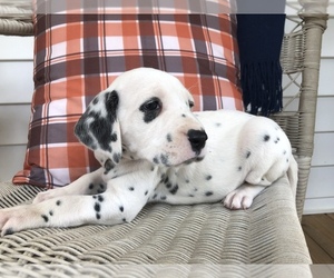 Dalmatian Puppy for sale in MARBLE HILL, MO, USA
